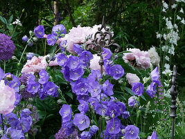 Early summer flower bed of campanula 'Blue bloomers', peonies, alliums and ornamental rods