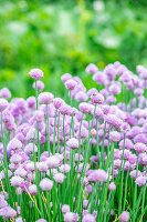 Chive blossoms in the garden