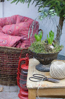 Hyacinths in vintage metal container with chicken wire