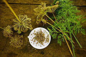 Collecting carrot seeds