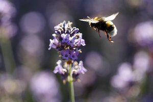 Bumblebee flying towards lavender flower