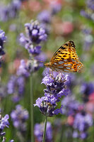 Queen of Spain fritillary on lavender flower