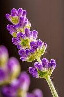 Lavendelblüte (Close-Up)