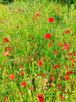 Poppies in wildflower meadow
