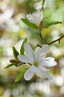 Close up of the star magnolia flowers