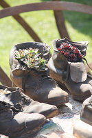 Old boots planted with houseleeks