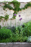 Flowering alliums in early summer bed against wall