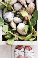 Cacti on the terrace, ladies' feet with painted nails in sandals