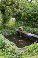 Garden pond with splashing water and koi carp
