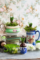 Hyacinth bulbs in vintage vessels, teapot, jug and cup