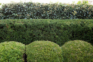 Various hedges in a garden