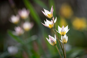 Close-up of wild tulip flowers (Tulipa sylvestris)