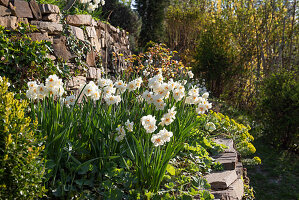 Blühende Narzissen im Terrassengarten (Narcissus)
