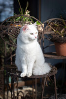 White cat on metal chair in the garden