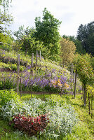 Vineyard with young vines and flowering sage, daisies, and other plants growing beneath it