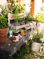 Potted herbs and seedlings on a garden bench