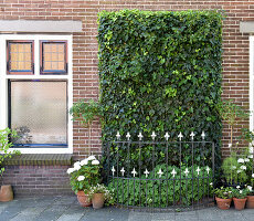Brick wall covered with ivy behind iron grille