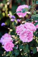 Detail of a variegated pink rose