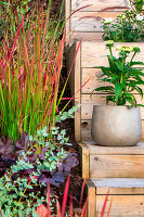 Wooden steps with perennials and grasses in the garden