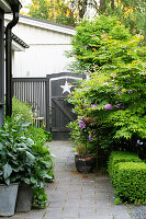Paved path with rhododendron and Japanese maple, wooden gate in the background