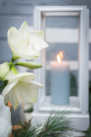 Weiße Amaryllis und Laterne mit grauer Kerze