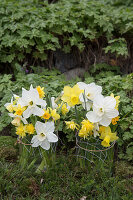 Daffodils in glass vases with wire decoration in front of green plants in the garden