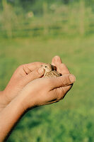 Man holding a new born chick