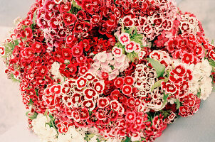 Large bouquet of sweet William flowers