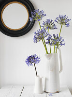 Blumenstillleben mit blauen Agapanthus-Stängeln in zwei Krügen auf weißer Tischplatte (Flower of Love)