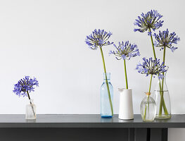 Blumenstillleben mit blauen Agapanthus-Stängeln in verschiedenen Glasflaschen und Krug auf dem Kaminsims (Flower of Love)
