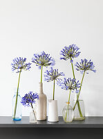 Floral Still life with blue Agapanthus stems in a variety of glass bottles on mantelpiece (Flower of Love)