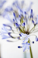 Detail von blauen Agapanthus (Afrikanische Lilie) Blumen