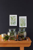 Indoor gardening: glass jars with moss, ferns, succulents and bulbs