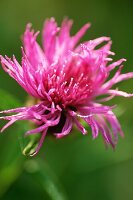 Close up of Centaurea nigra (Black Knapweed) wildflower