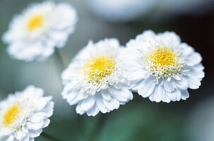 Detail in urban wildlife garden Tanacetum parthenium 'Santana' feverfew