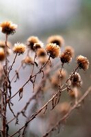 Winter flower heads in urban wildlife garden London