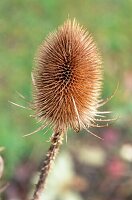 Seed heads of Dipsacus fullonum (Teasel)
