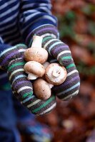 Boy wearing stripey gloves holding mushrooms in palms of hands, Haslemere, Surrey, England