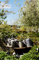 Vintage watering cans in sunny garden