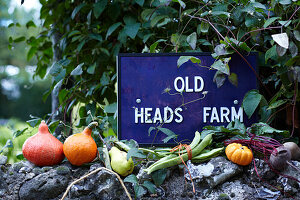 Autumn harvest with pumpkins and vegetables in front of a yard sign in the garden