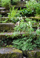 Overgrown old stone steps in the garden