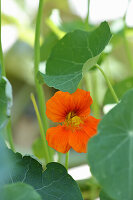 Flowering nasturtium