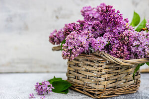 Purple lilac in a basket
