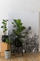 Zimmerpflanzen vor Kunstwerk auf Holzdielenboden