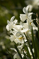 White daffodils (Narcissus poeticus) in a garden
