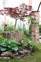 Red slash maple (Acer palmatum) 'Garnet' planted in old tree trunk