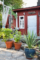 Plant pots in front of red-brown wooden house, in the background outdoor shower with curtain made of canvas