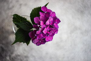 A close up of a purple hydrangea flower
