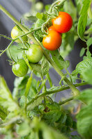 Tomaten (Solanum lycopersicum) an der Pflanzenranke im Garten