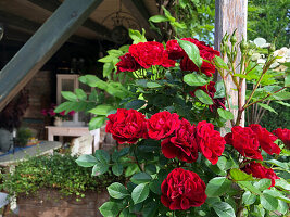 Red Roses Growing Outdoors